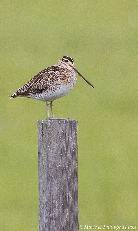 Becassine des marais 7338_wm.jpg - Bécassine des marais, Gallinago gallinago, Common Snipe (Suède, mai 2011)